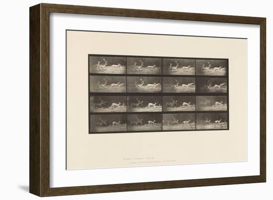 Plate 689. Fallow Deer; A, B, Buck and Group of Does; Galloping, 1885 (Collotype on Paper)-Eadweard Muybridge-Framed Giclee Print