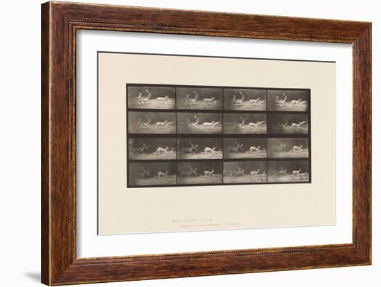 Plate 689. Fallow Deer; A, B, Buck and Group of Does; Galloping, 1885 (Collotype on Paper)-Eadweard Muybridge-Framed Giclee Print