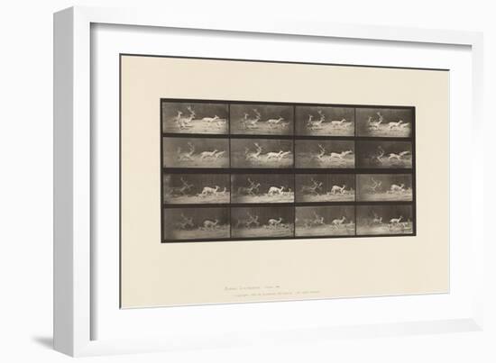 Plate 689. Fallow Deer; A, B, Buck and Group of Does; Galloping, 1885 (Collotype on Paper)-Eadweard Muybridge-Framed Giclee Print