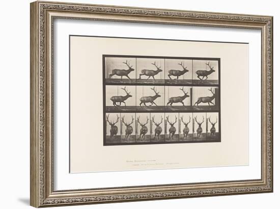 Plate 695. Elk, Galloping, 1885 (Collotype on Paper)-Eadweard Muybridge-Framed Giclee Print