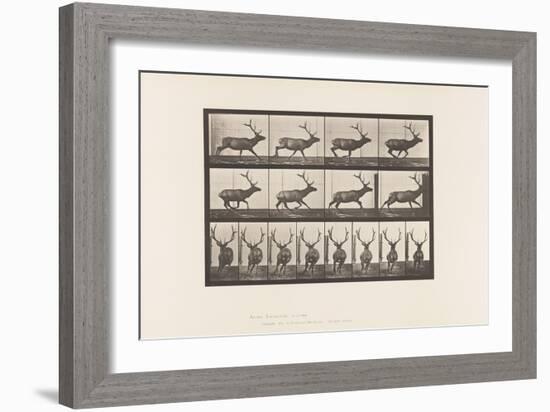 Plate 695. Elk, Galloping, 1885 (Collotype on Paper)-Eadweard Muybridge-Framed Giclee Print