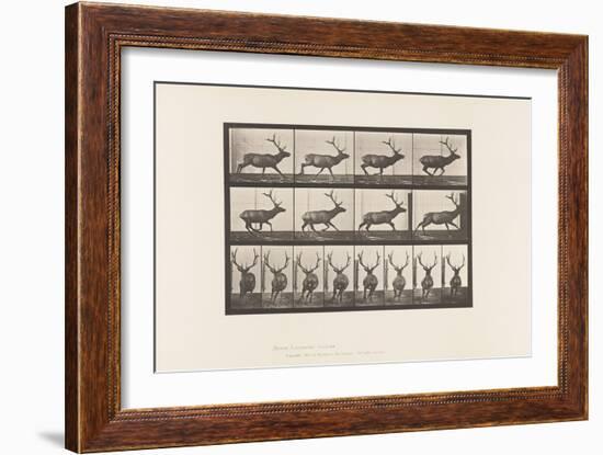 Plate 695. Elk, Galloping, 1885 (Collotype on Paper)-Eadweard Muybridge-Framed Giclee Print