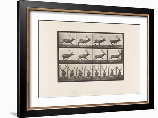 Plate 695. Elk, Galloping, 1885 (Collotype on Paper)-Eadweard Muybridge-Framed Giclee Print