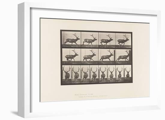 Plate 695. Elk, Galloping, 1885 (Collotype on Paper)-Eadweard Muybridge-Framed Giclee Print