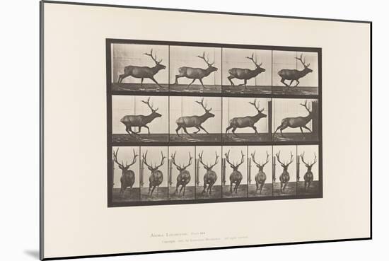 Plate 695. Elk, Galloping, 1885 (Collotype on Paper)-Eadweard Muybridge-Mounted Giclee Print