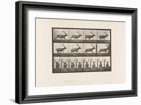 Plate 695. Elk, Galloping, 1885 (Collotype on Paper)-Eadweard Muybridge-Framed Giclee Print