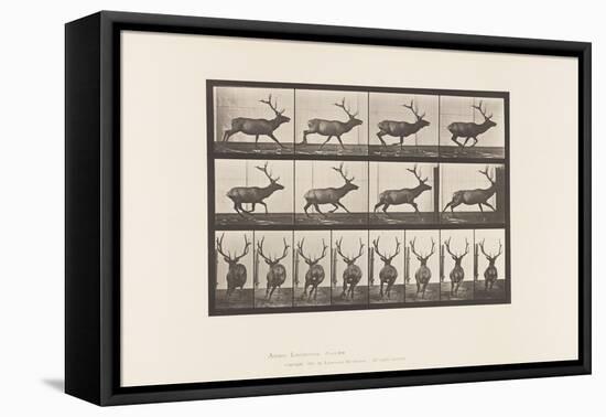 Plate 695. Elk, Galloping, 1885 (Collotype on Paper)-Eadweard Muybridge-Framed Premier Image Canvas