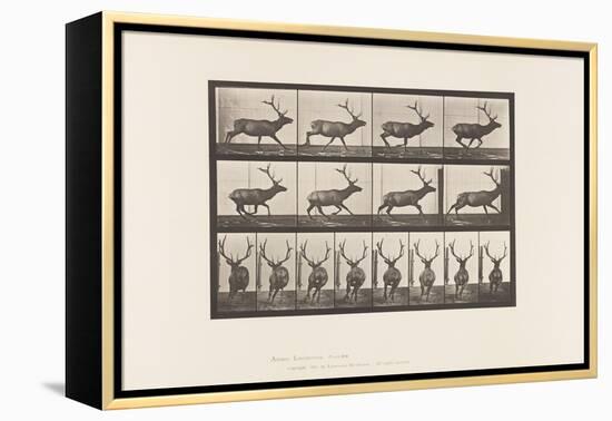 Plate 695. Elk, Galloping, 1885 (Collotype on Paper)-Eadweard Muybridge-Framed Premier Image Canvas