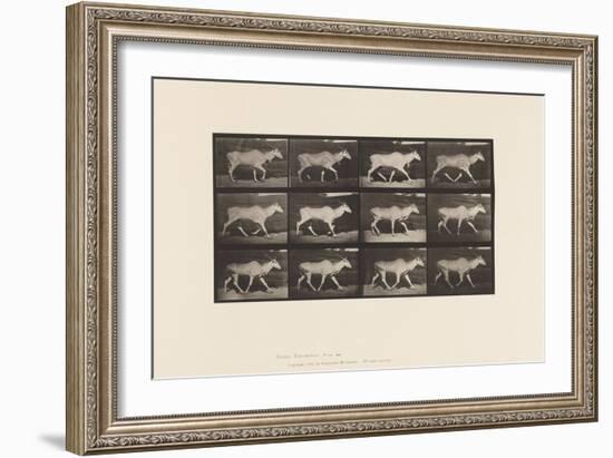 Plate 696. Eland, Trotting, 1885 (Collotype on Paper)-Eadweard Muybridge-Framed Giclee Print