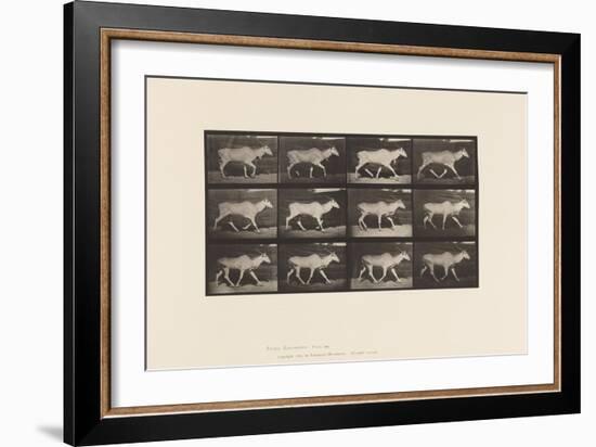 Plate 696. Eland, Trotting, 1885 (Collotype on Paper)-Eadweard Muybridge-Framed Giclee Print