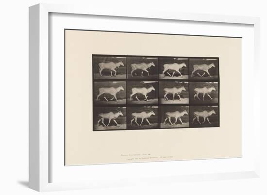 Plate 696. Eland, Trotting, 1885 (Collotype on Paper)-Eadweard Muybridge-Framed Giclee Print