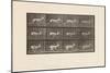 Plate 698. Antelope; Galloping, 1885 (Collotype on Paper)-Eadweard Muybridge-Mounted Giclee Print