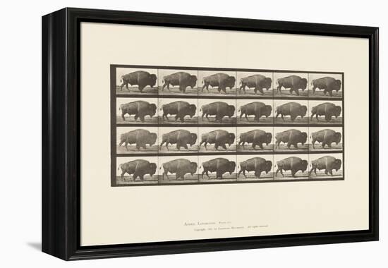 Plate 699. Buffalo; Walking, 1885 (Collotype on Paper)-Eadweard Muybridge-Framed Premier Image Canvas