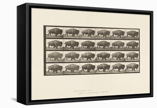 Plate 699. Buffalo; Walking, 1885 (Collotype on Paper)-Eadweard Muybridge-Framed Premier Image Canvas