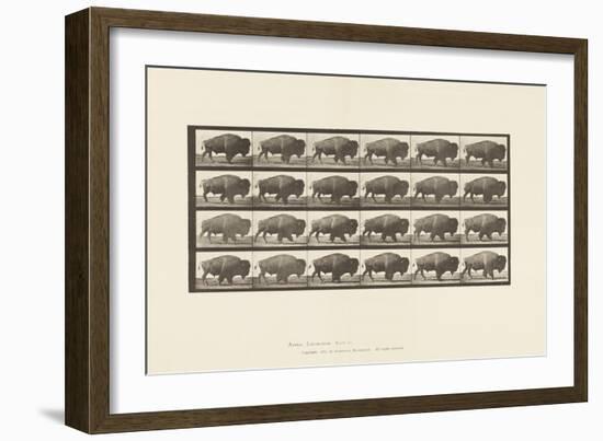 Plate 699. Buffalo; Walking, 1885 (Collotype on Paper)-Eadweard Muybridge-Framed Giclee Print