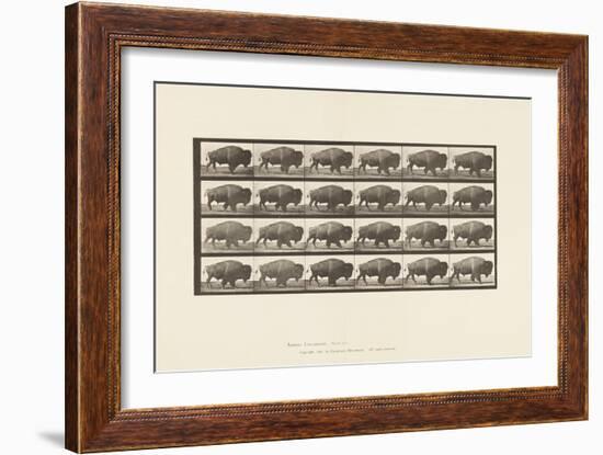 Plate 699. Buffalo; Walking, 1885 (Collotype on Paper)-Eadweard Muybridge-Framed Giclee Print