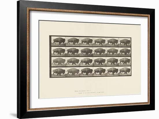 Plate 699. Buffalo; Walking, 1885 (Collotype on Paper)-Eadweard Muybridge-Framed Giclee Print