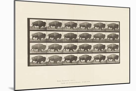 Plate 699. Buffalo; Walking, 1885 (Collotype on Paper)-Eadweard Muybridge-Mounted Giclee Print