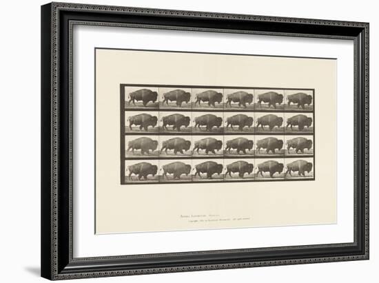 Plate 699. Buffalo; Walking, 1885 (Collotype on Paper)-Eadweard Muybridge-Framed Giclee Print