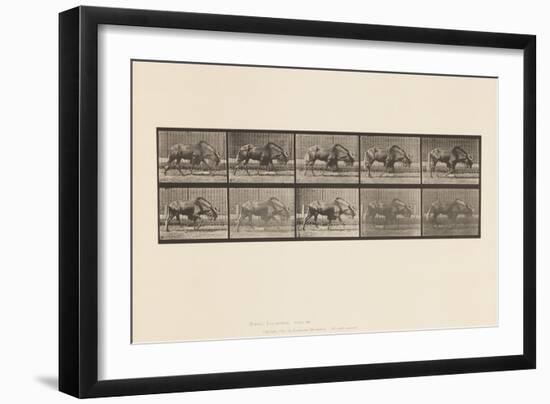 Plate 701. Gnu; Walking, 1885 (Collotype on Paper)-Eadweard Muybridge-Framed Giclee Print