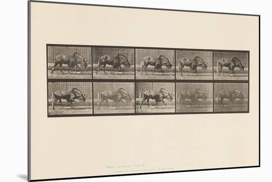 Plate 701. Gnu; Walking, 1885 (Collotype on Paper)-Eadweard Muybridge-Mounted Giclee Print