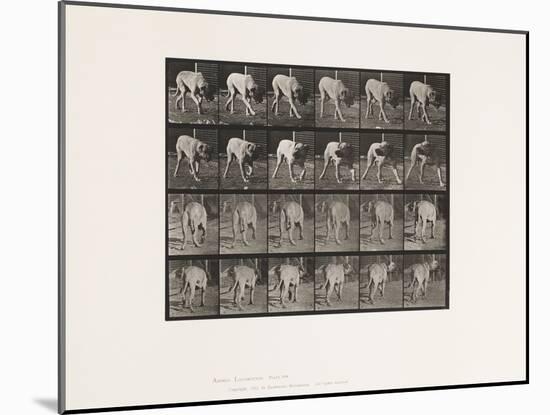 Plate 703. Dog; Walking; Interrupted Mastiff-Dread, 1885 (Collotype on Paper)-Eadweard Muybridge-Mounted Giclee Print