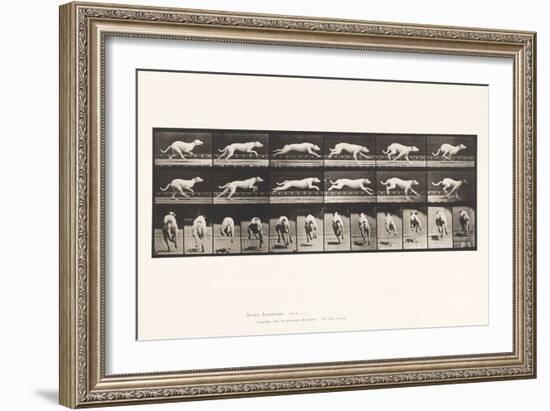 Plate 709. Dog; Galloping; White Racing Hound Maggie, 1885 (Collotype on Paper)-Eadweard Muybridge-Framed Giclee Print