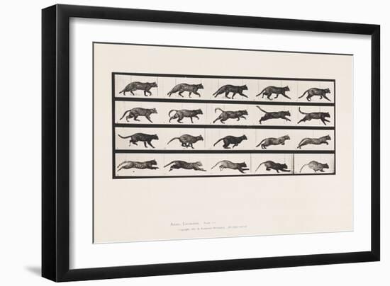 Plate 717. Cat; Trotting; Change to Galloping, 1885 (Collotype on Paper)-Eadweard Muybridge-Framed Giclee Print