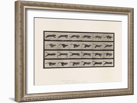 Plate 720. Cat; Galloping, 1885 (Collotype on Paper)-Eadweard Muybridge-Framed Giclee Print