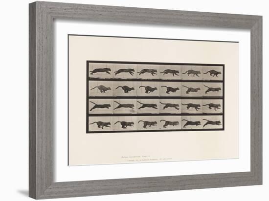 Plate 720. Cat; Galloping, 1885 (Collotype on Paper)-Eadweard Muybridge-Framed Giclee Print