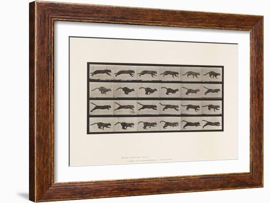 Plate 720. Cat; Galloping, 1885 (Collotype on Paper)-Eadweard Muybridge-Framed Giclee Print