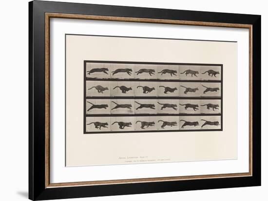 Plate 720. Cat; Galloping, 1885 (Collotype on Paper)-Eadweard Muybridge-Framed Giclee Print