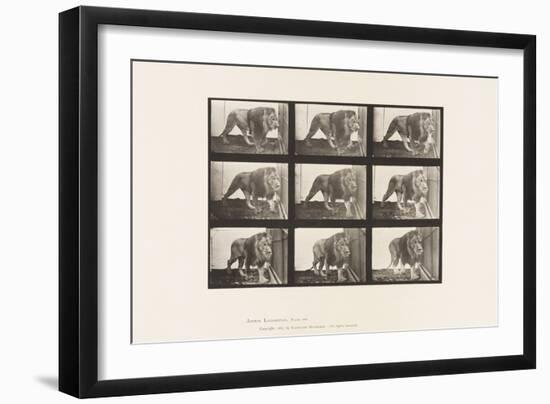 Plate 721. Lion; Walking, 1885 (Collotype on Paper)-Eadweard Muybridge-Framed Giclee Print