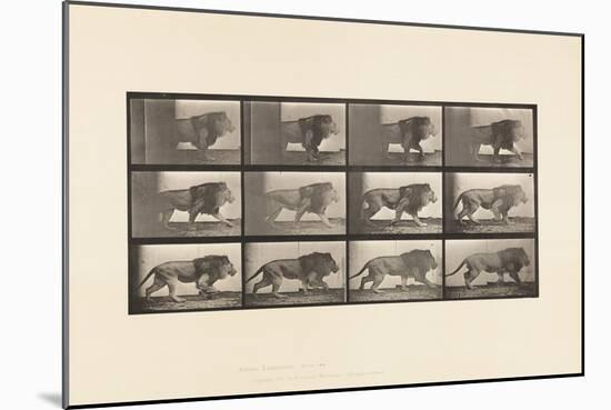 Plate 722. Lion; Walking, 1885 (Collotype on Paper)-Eadweard Muybridge-Mounted Giclee Print