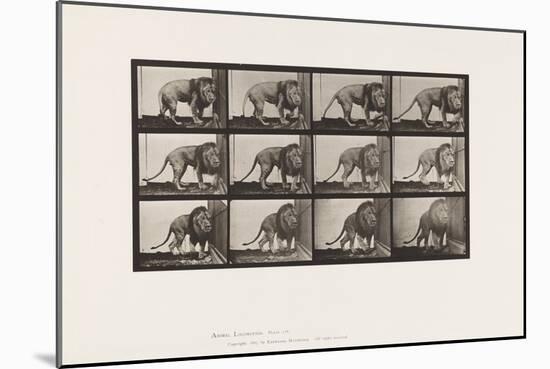 Plate 723. Lion; Walking, Turning Around, 1885 (Collotype on Paper)-Eadweard Muybridge-Mounted Giclee Print