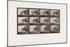 Plate 723. Lion; Walking, Turning Around, 1885 (Collotype on Paper)-Eadweard Muybridge-Mounted Giclee Print