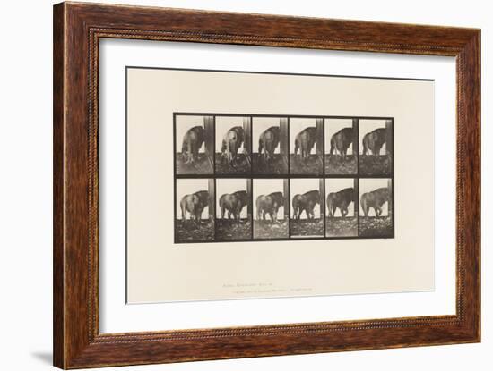 Plate 724. Lion; Walking, Turning Around, 1885 (Collotype on Paper)-Eadweard Muybridge-Framed Giclee Print