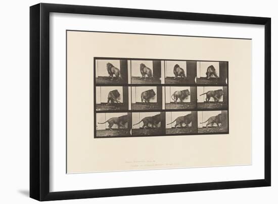 Plate 725. Lion; Walking, Turning Around, 1885 (Collotype on Paper)-Eadweard Muybridge-Framed Giclee Print