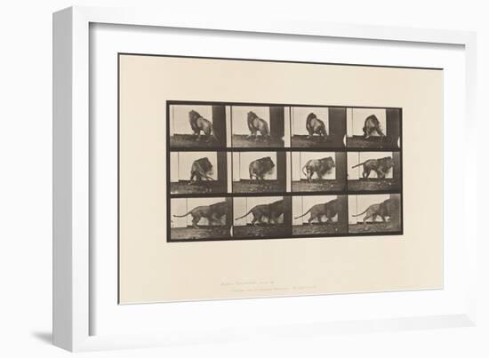 Plate 725. Lion; Walking, Turning Around, 1885 (Collotype on Paper)-Eadweard Muybridge-Framed Giclee Print