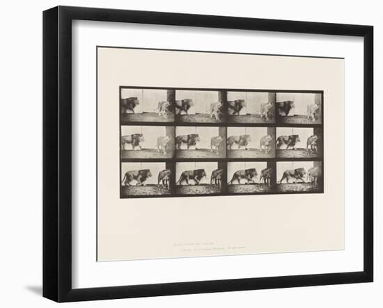 Plate 726. Lion and Lioness; Walking, 1885 (Collotype on Paper)-Eadweard Muybridge-Framed Giclee Print