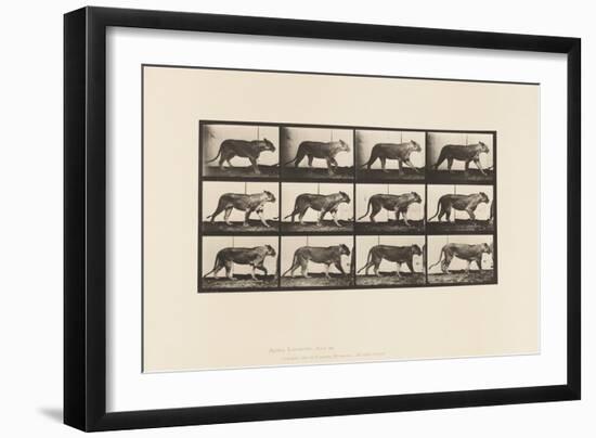 Plate 728. Lioness; Walking; Lion; Lying Down, 1885 (Collotype on Paper)-Eadweard Muybridge-Framed Giclee Print