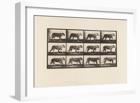 Plate 728. Lioness; Walking; Lion; Lying Down, 1885 (Collotype on Paper)-Eadweard Muybridge-Framed Giclee Print