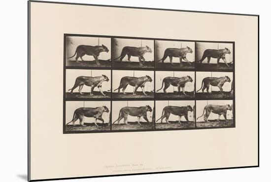 Plate 728. Lioness; Walking; Lion; Lying Down, 1885 (Collotype on Paper)-Eadweard Muybridge-Mounted Giclee Print