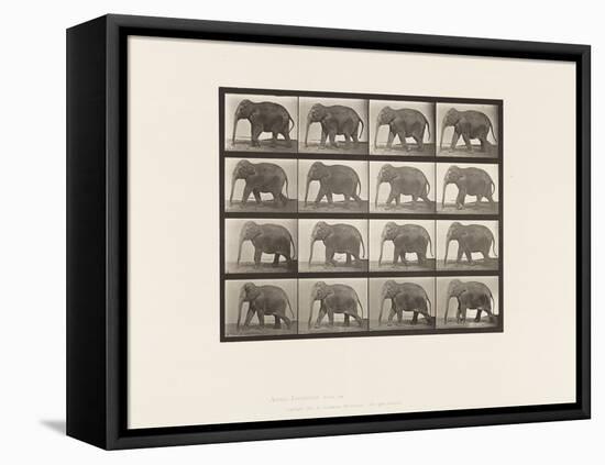 Plate 732. Elephant; Walking, 1885 (Collotype on Paper)-Eadweard Muybridge-Framed Premier Image Canvas