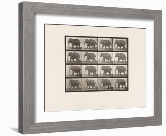 Plate 732. Elephant; Walking, 1885 (Collotype on Paper)-Eadweard Muybridge-Framed Giclee Print