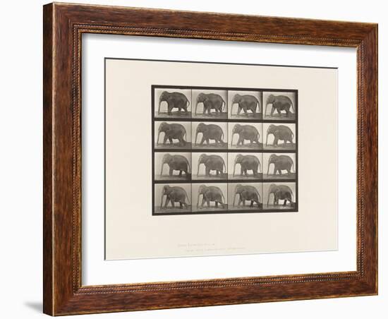 Plate 732. Elephant; Walking, 1885 (Collotype on Paper)-Eadweard Muybridge-Framed Giclee Print