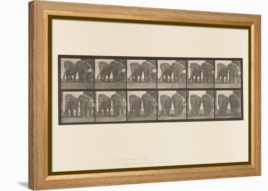 Plate 734. Elephants; Two, Walking, 1885 (Collotype on Paper)-Eadweard Muybridge-Framed Premier Image Canvas