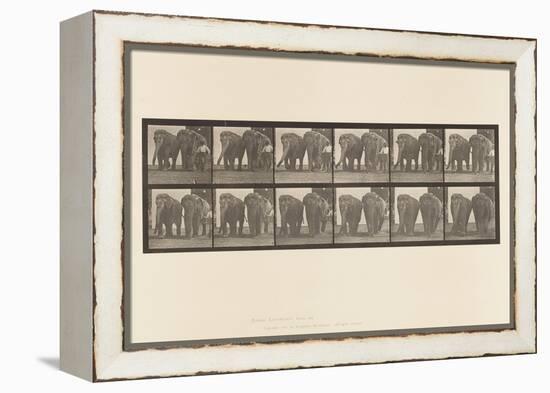 Plate 734. Elephants; Two, Walking, 1885 (Collotype on Paper)-Eadweard Muybridge-Framed Premier Image Canvas