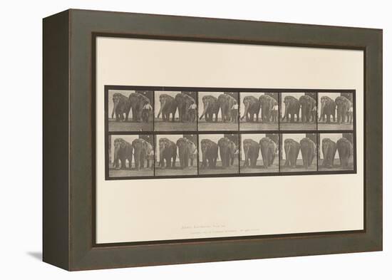 Plate 734. Elephants; Two, Walking, 1885 (Collotype on Paper)-Eadweard Muybridge-Framed Premier Image Canvas