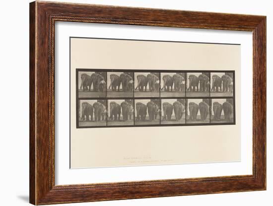 Plate 734. Elephants; Two, Walking, 1885 (Collotype on Paper)-Eadweard Muybridge-Framed Giclee Print